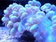 Caring for Bubble Coral in an Aquarium
