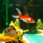 Caring for a Goldfish Aquarium