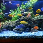 Caring-for-your-Freshwater-Aquarium-696×602