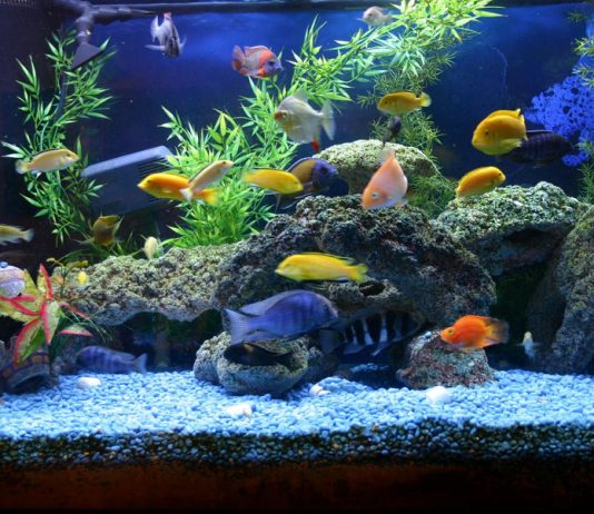 Caring for your Freshwater Aquarium