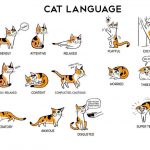 Cat-Behavioral-Language-1024×603
