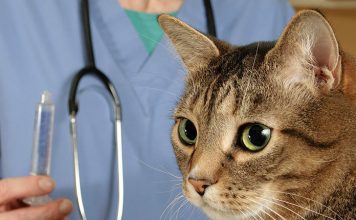 Cat Care & Health