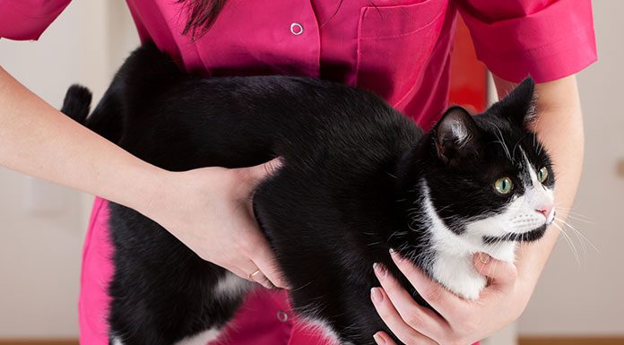 Cat Care Symptoms that You Need to Know