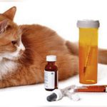 Cat-Diabetes-and-how-to-Care-for-them-1