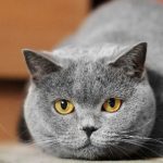 Cat-Diabetes-and-how-to-Care-for-them-696×602