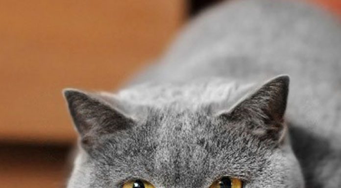 Cat Diabetes and how to Care for them