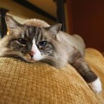 Cat-Sitter-Tips-696×602