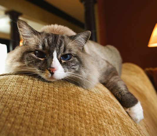Cat Sitter Tips