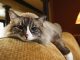 Cat Sitter Tips