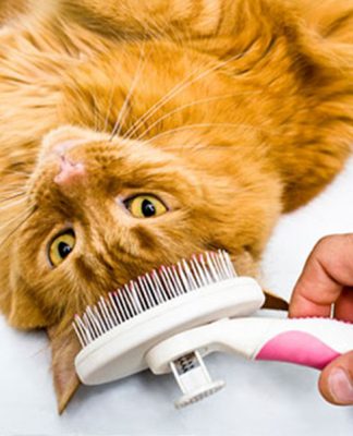 Cat Skin Care Dandruff