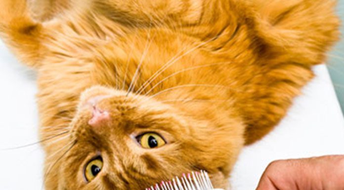 Cat Skin Care Dandruff