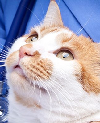 Cat Viral Infections and Their Cures