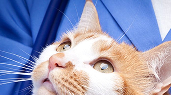 Cat Viral Infections and Their Cures