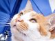 Cat Viral Infections and Their Cures