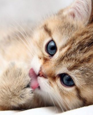 Cats And Feline Diabetes