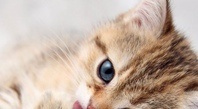 Cats And Feline Diabetes