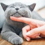 Cats-Bonding-With-Their-Owners-696×602