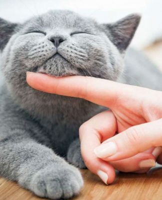 Cats Bonding With Their Owners