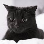 Cats-as-Familiars-696×602