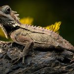 Choosing-A-Vet-for-Your-Reptile-1