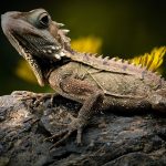 Choosing-A-Vet-for-Your-Reptile-696×602