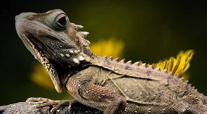 Choosing A Vet for Your Reptile