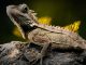 Choosing A Vet for Your Reptile