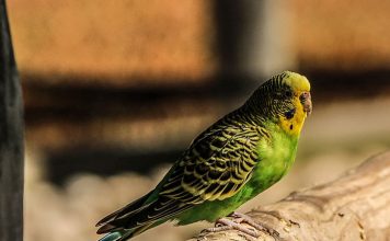 Cleanliness and you Pet Bird’s Health