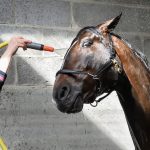 Cleanliness-and-your-Horse’s-Health-696×602