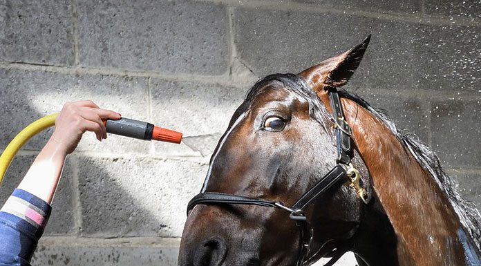 Cleanliness and your Horse’s Health
