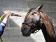Cleanliness and your Horse’s Health