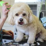 Clipping-a-dog-696×602