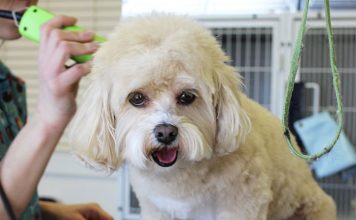 Clipping a dog