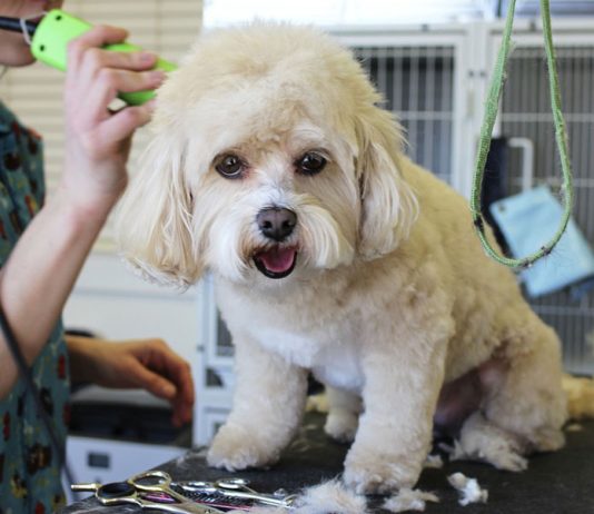 Clipping a dog