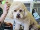 Clipping a dog