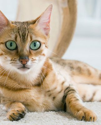 Cold and your Cat’s Health