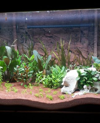 Coldwater Aquarium Set-up and Care