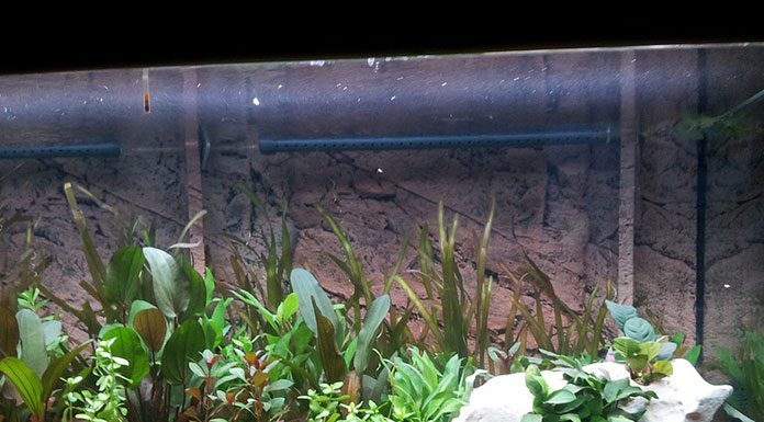 Coldwater Aquarium Set-up and Care