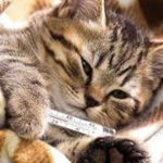 Common-Health-Problems-Of-Cats-696×602