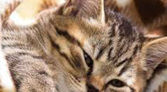 Common Health Problems Of Cats