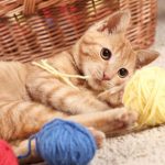 Common-Meanings-Of-Cat-Behavior-696×602