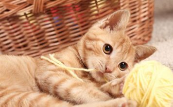 Common Meanings Of Cat Behavior