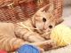 Common Meanings Of Cat Behavior