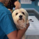 Common-questions-about-vaccinations-696×602
