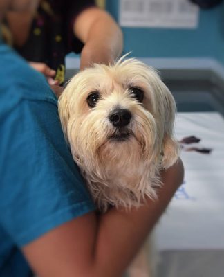 Common questions about vaccinations