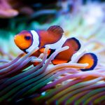 Coral-Reef-Care-Tanks-Aquarium-696×602