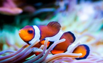 Coral Reef Care Tanks Aquarium