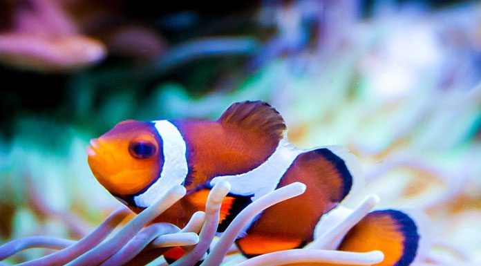 Coral Reef Care Tanks Aquarium