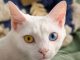 Diabetes: Could it be Affecting your Cat?