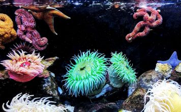 Creating the Perfect Reef Aquarium